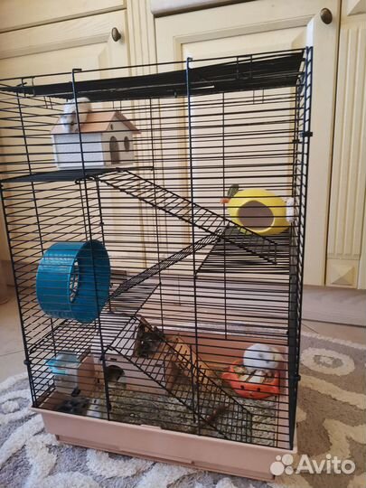 Хомяки джунгарики малыши и подросшие