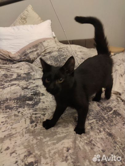 Котёнок