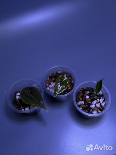 Алоказия азлани