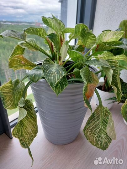 Филодендрон Биркин