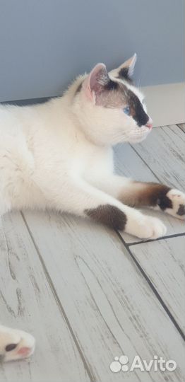 Молодая кошка