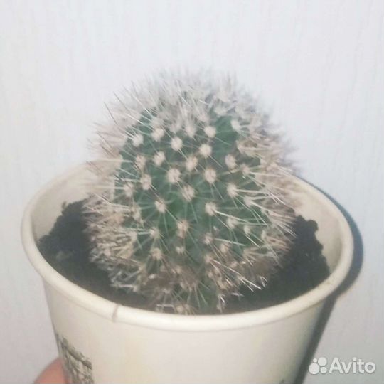 Кактус маммилярия зейльмана