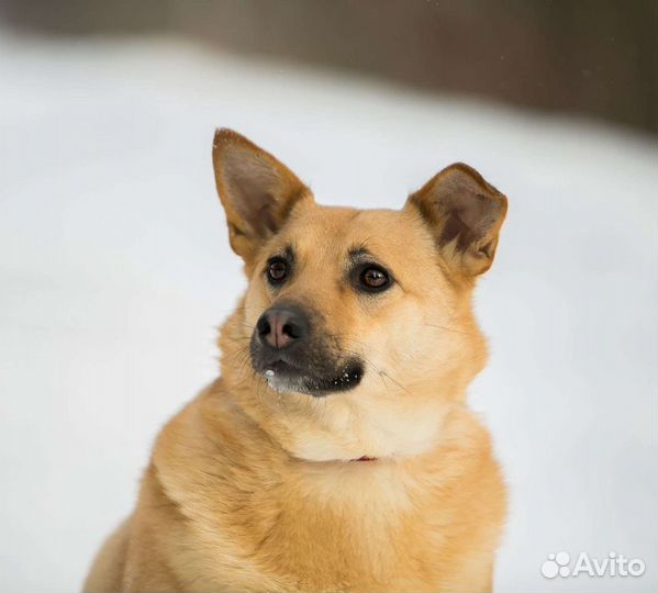 Лорочка