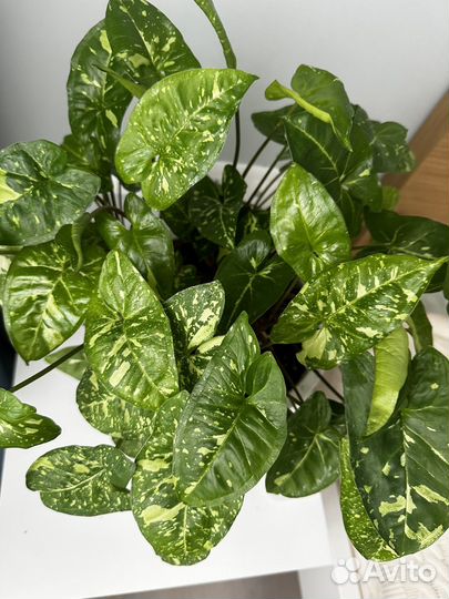 Сингониум панда черенки