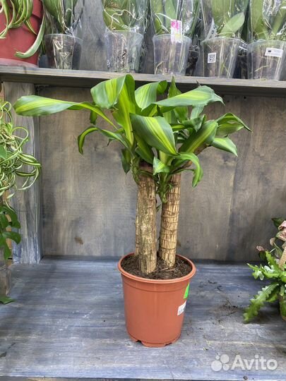 Пальма драцена маргината