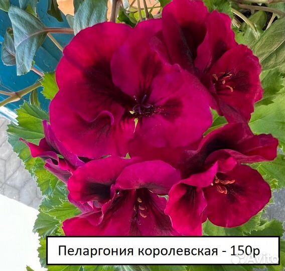 Комнатные растения