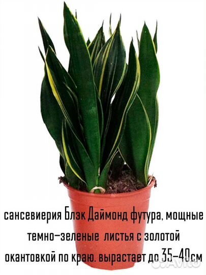 Сансевиерия Блэк Даймонд