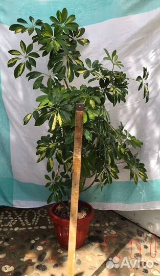 Комнатные цветы