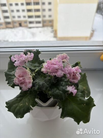 Фиалка сортовая