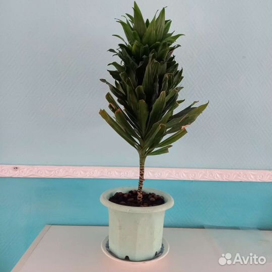 Цветок драцена