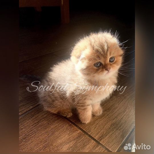 Шотландский вислоухий котенок