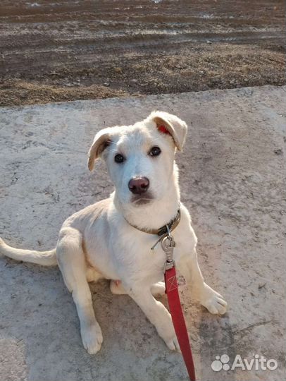 Собака в добрые руки