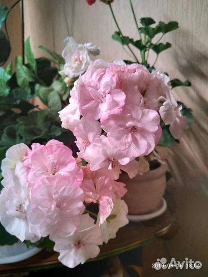 Пеларгония сортовая