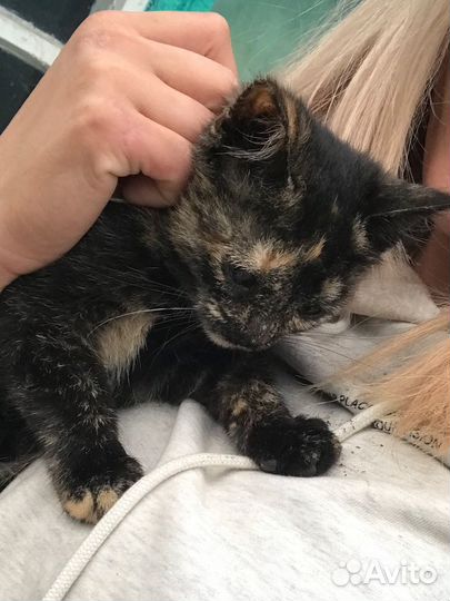 Трехцветная черепаховая котенок