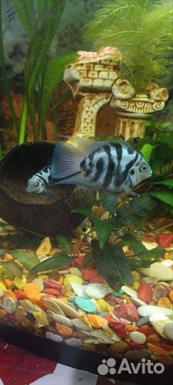 Сапфировые и платиновые мини попугайчики