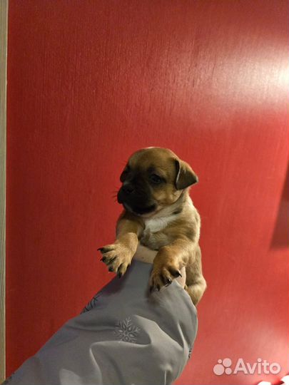 Отдам в добрые руки