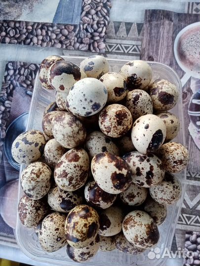 Яйца перепелиные домашние
