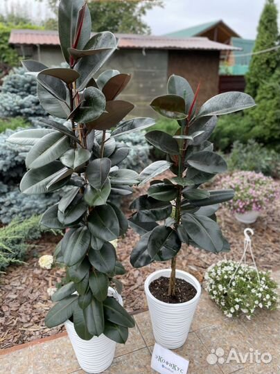 Фикус абиджан