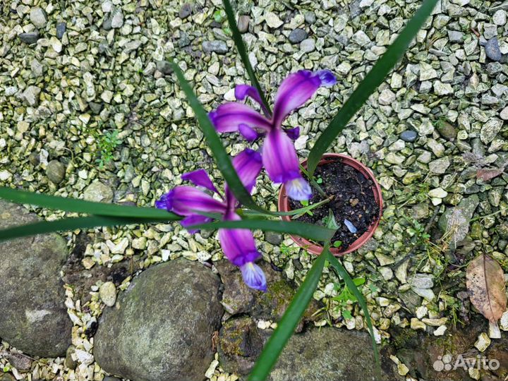 Ирис касатик карлик