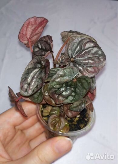 Пеперомия шуми ред