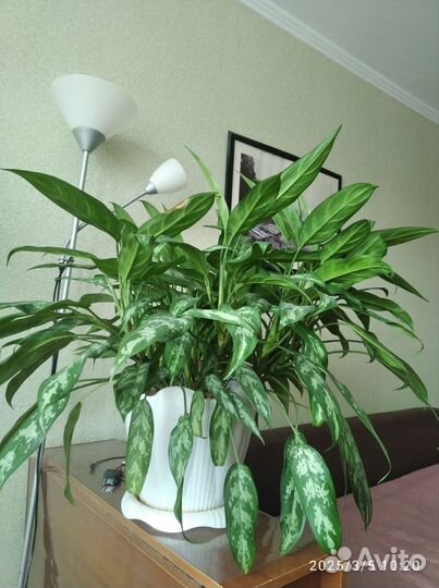 Аглаонема сильвер квин большая