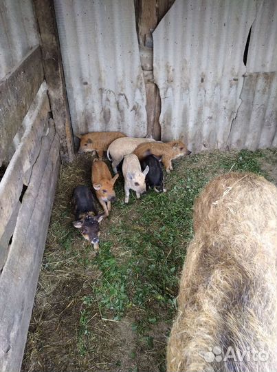 Венгерская мангалица