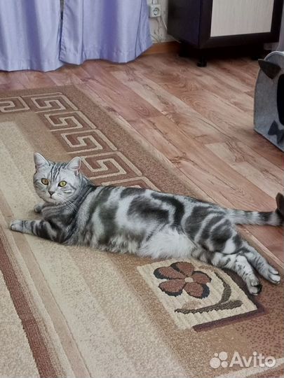 Потерялся кот