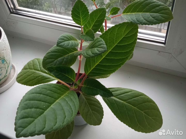 Тидея фиолетовая