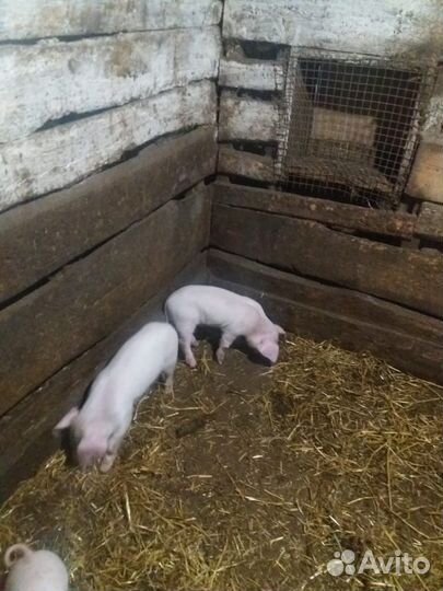 Поросята ландрас дюрок