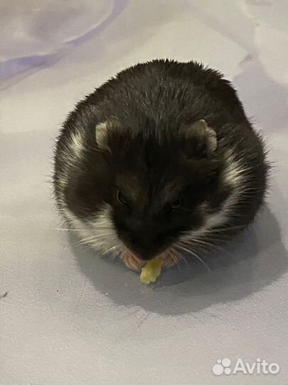 Джунгарский хомяк девочка