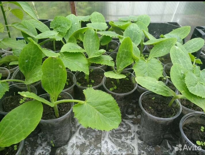 Тыква рассада, саженцы