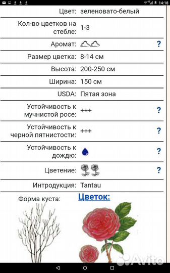 Роза плетистая Эльф
