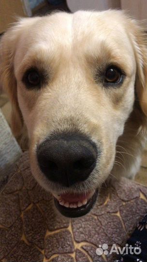 Вязка лабрадор