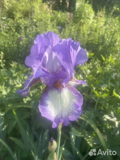 Ирисы бородатые сортовые