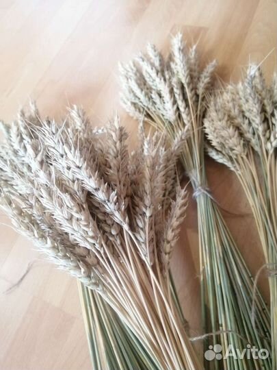 Пшеница сухоцвет колоски для декора