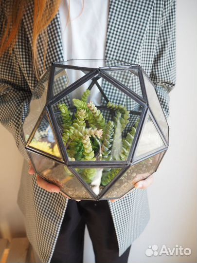 Флорариум суккуленты
