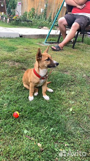 Собачка для души