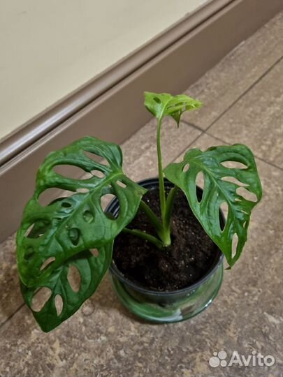 Кофе Арабика, монстера