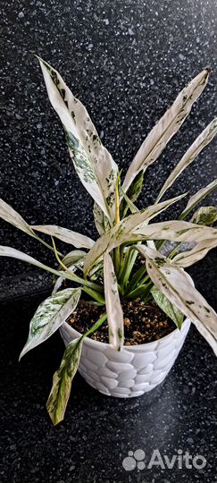 Спатифилум Ангел беби