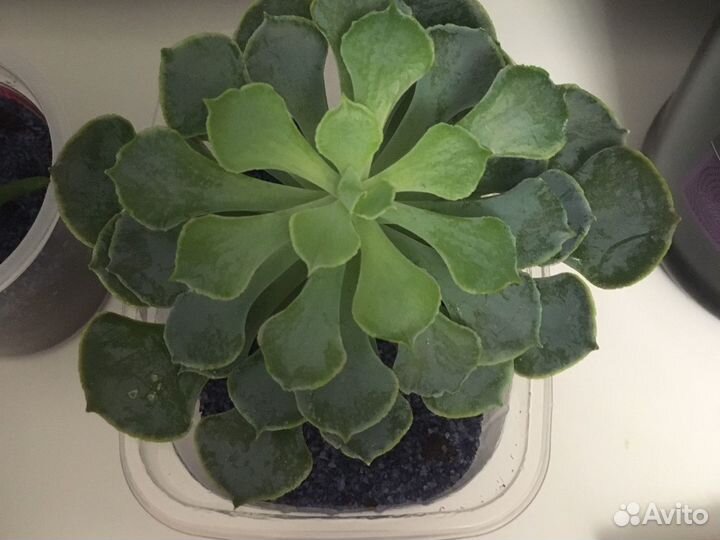 Домашние растения