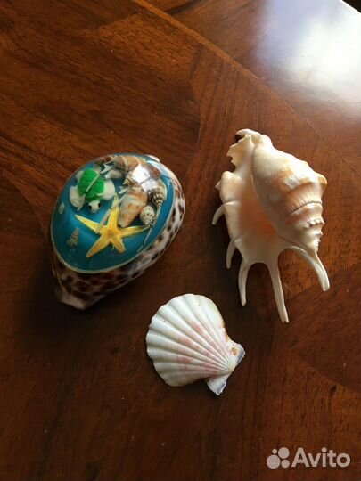 Ракушки морские 3 штуки