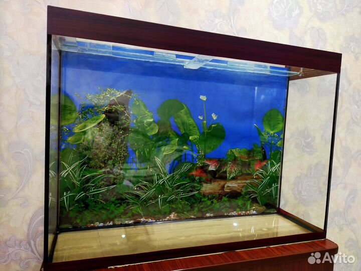 Аквариум