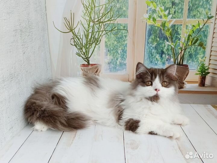 Кот Маршал 4 мес