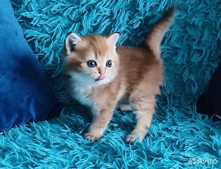 Шотландские котята