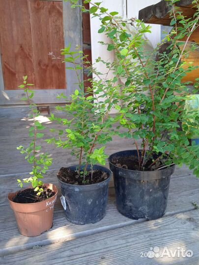 Кизильник стелющийся, бересклет