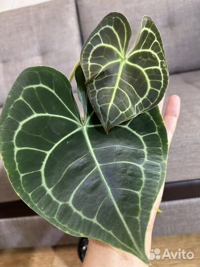 Антуриум Кларинервиум