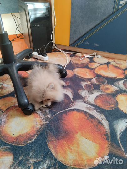 Продам померанского шпица мини