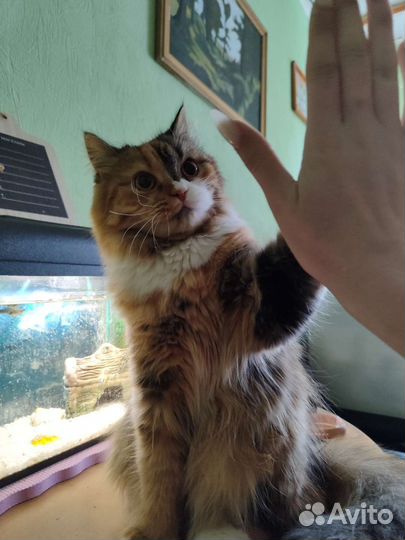 Передержка животных (любых)