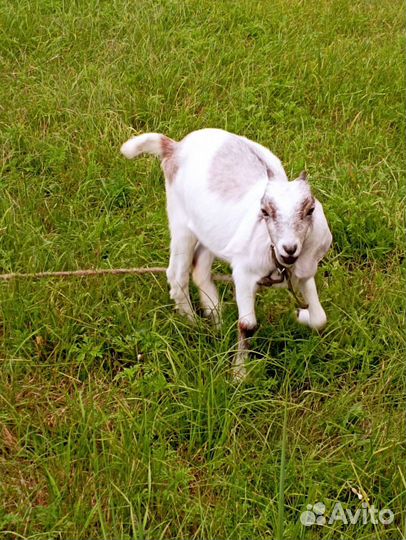 Нубийские козы