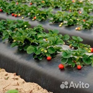 Плёнка для Клубники и Земленика